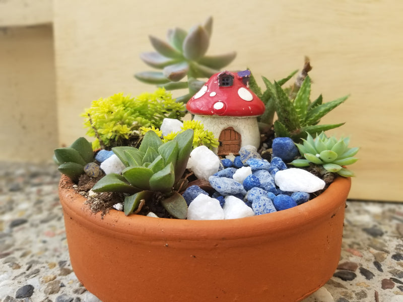 Miniature Fairy Garden and Succulent Arrangement