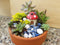 Miniature Fairy Garden and Succulent Arrangement